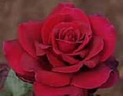 Realistic Red Rose